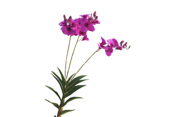 Close-up of a beautiful purple Dendrobium orchid blooming in Thailand isolated on a png file on a transparent background.