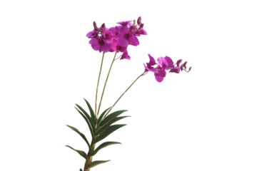 Close-up of a beautiful purple Dendrobium orchid blooming in Thailand isolated on a png file on a transparent background.