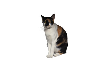 Close-up of a tricolor cat sitting and staring isolated on a transparent background png file.
