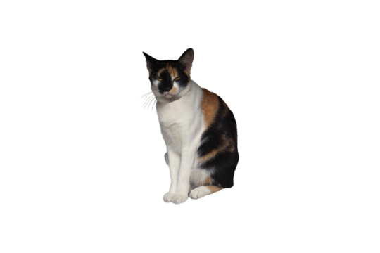 Close-up of a tricolor cat sitting and staring isolated on a transparent background png file.