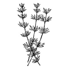 Hand-Drawn Illustration of Thyme Herbal Plant. Ideal for packaging design, botanical projects, herb labels, culinary graphics