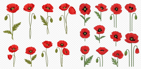 Red Poppy Flower Collection Isolated Floral Set 2dflat
