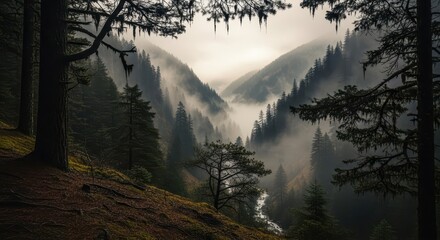 Dense evergreen forest slopes cradle a misty valley with a stream visible below