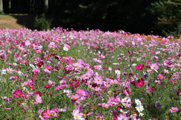 鮮やかなコスモス畑