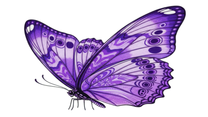 Purple Butterfly with Detailed Wing Patterns on White