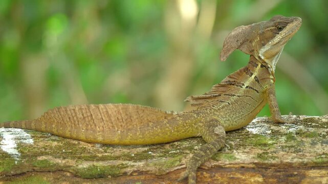 Common Basilisk Basiliscus basiliscus, A lizard sits on a tree branch, its body and raised head clearly visible against a green forest background, a quiet moment of wildi, Costa rica jungle 