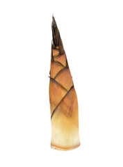 Bamboo shoot on white background, transparent png