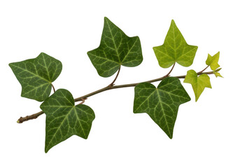 Fototapeta premium Green Ivy Creeper Trail Design isolated on white background