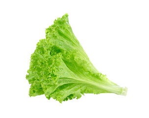 fresh green lettuce leaves transparent png