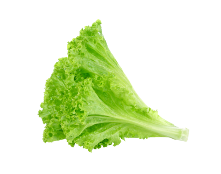 fresh green lettuce leaves transparent png