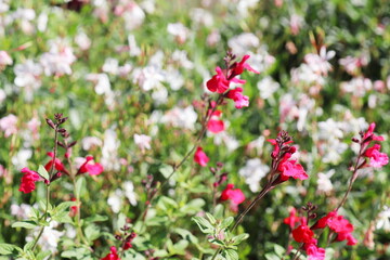 赤いチェリーセージ