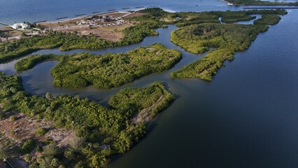 Fototapeta premium mangrove forests and nature preserve in Apollo Beach, Florida
