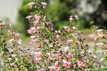ピンクの花を咲かせるサルビア・コクシネア