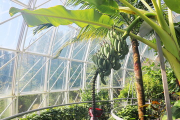 Obraz premium 温室の木になるアイスクリームバナナ