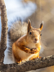 Squirrel sits on a branch in Autumn park