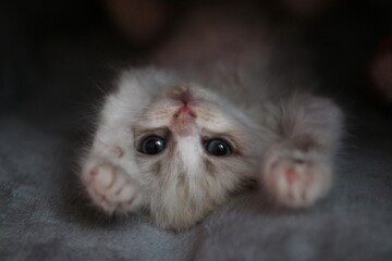 Fototapeta premium Adorable Fluffy Kitten Lying on Its Back on Soft Plaid, with Paws Up. Cute Pet Portrait.