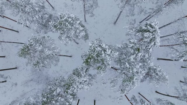 Snowy pine forest seen from above as drone slowly rises, rotates in cold wind