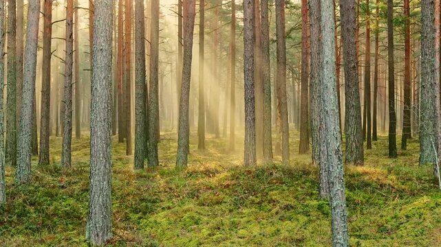 Soft light beams cut through a pine forest in Latvia during golden sunrise