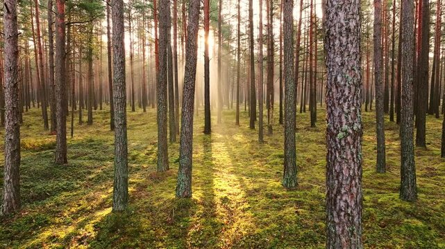 Drone glides into sunrise through misty Latvian forest with radiant light