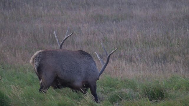 Large bull elk rakes the ground with his antlers and shakes his head
