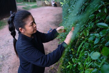 A woman is intently pruning a green hedge with hand shears, looking down at the foliage.