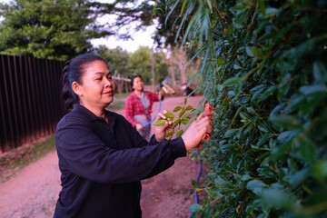 A woman is pruning a hedge while her friend is seen watering plants in the background.