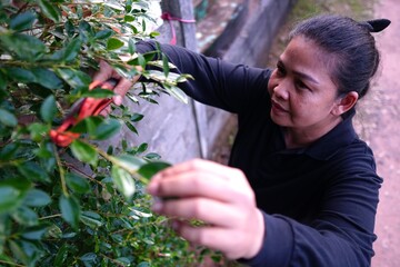 A woman is intently pruning a green hedge with hand shears, looking down at the foliage.