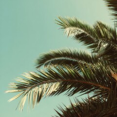 Fototapeta premium Palm fronds reach towards the bright, teal sky; soft, vintage-toned tropical scene
