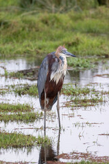 Goliath heron bird wading in Amboseli National Park in East Africa Kenya KEN