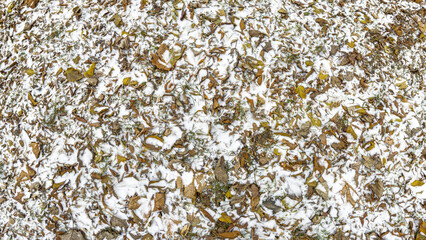 dry fallen leaves on the grass covered in first snow. panoramic autumn background. natural pattern.