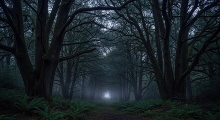 Fototapeta premium Dark woodland path stretches toward a distant, hazy light source between massive tree trunks