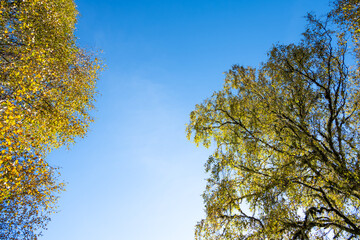 Birch tree in fall colors native to Scottish highland woodland forest canopy, National Nature Reserve, sunny blue sky day
