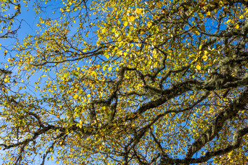 Birch tree in fall colors native to Scottish highland woodland forest canopy, National Nature Reserve, sunny blue sky day
