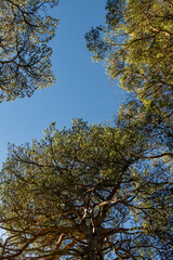 Looking up at Scots Pine trees against a sunny blue sky, National Nature Reserve, Glen Affric, Scotland, UK

