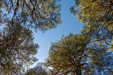 Looking up at Scots Pine trees against a sunny blue sky, National Nature Reserve, Glen Affric, Scotland, UK

