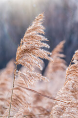 Yellow autumn fluffy feather grass with seeds on curved stems in light wind. Hello autumn concept. Natural background with copy space