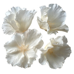  elegant collection of soft white flower petalsv on a white background