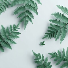 Obraz premium Fern fronds elegantly arranged on a clean, pale backdrop. Fresh, botanical theme
