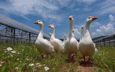 Obraz premium Geese Grazing by Solar Panels in Agrivoltaic Farm. Ideal for sustainability, agriculture, and rural-themed projects. Great for green energy visuals, countryside content
