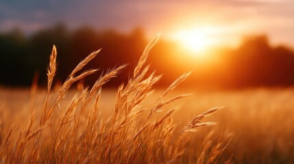 Naklejka premium Serene Sunset Over Golden Grass Field with Soft Light Filtering Through Wheat Stalks in a Peaceful Natural Landscape Setting