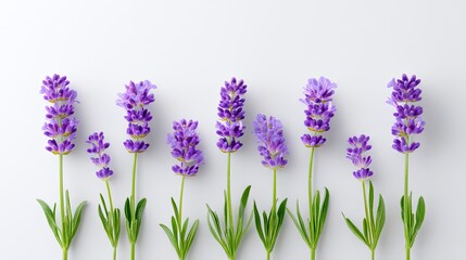 Obraz premium Beautiful Arrangement of Fresh Lavender Stems on White Background Showcasing Delicate Purple Blooms and Green Leaves for Natural Aesthetic