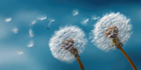 Two dandelions losing seeds against a blue sky