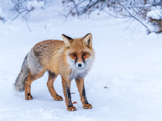 Fototapeta premium European Red Fox (Vulpes vulpes) in winter forest