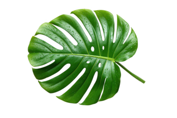Fresh green aloe vera leaf isolated on white background, a healthy plant ingredient for medicine, food, and nutrition