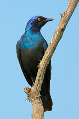 A Cape glossy starling (Lamprotornis nitens) perched on a branch, South Africa