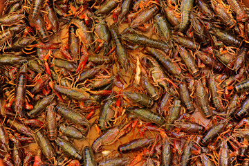 Small red crayfish on sale in a traditional fresh produce market, Yangshuo, China