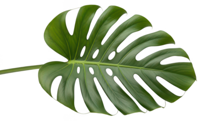 Green monstera leaf on transparent background
