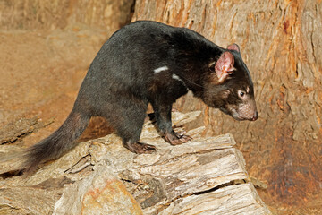A Tasmanian devil (Sarcophilus harrisii) in natural habitat, Australia