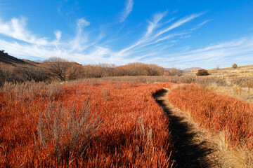 Scenic landscape with red sedges and cloudy sky during winter, eastern Free State, South Africa