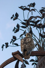 Juvenile Red Tail Hawk